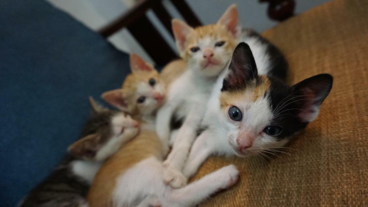 Nha Homestay Đà Nẵng Extérieur photo